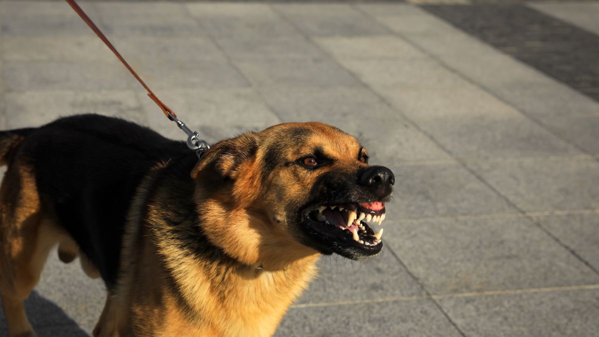 6 Types Of Dog Aggression You Should Know About