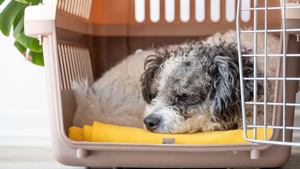 What Your Dog Needs to Enter the United States