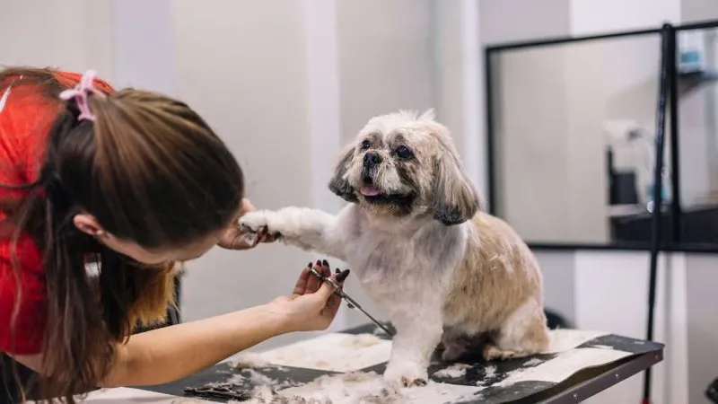 Groomer trimming a Shih Tzu's paws at PAWS grooming salon