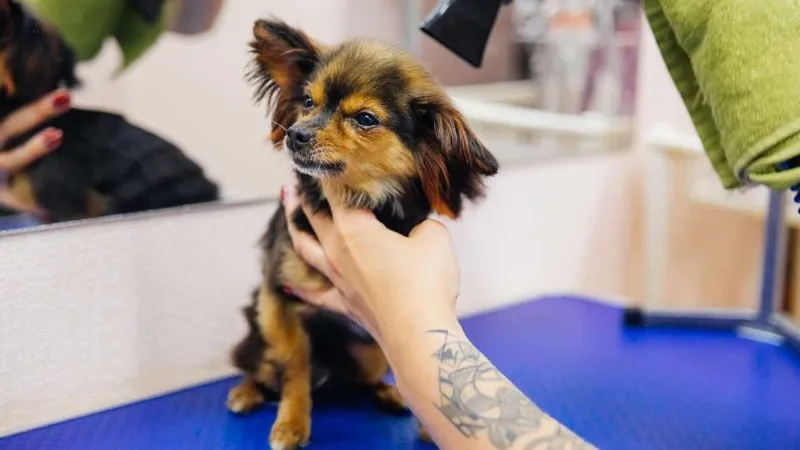 Small dog being blow dried after a bath at PAWS grooming