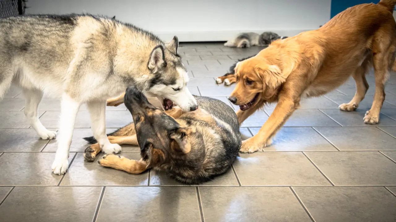 A husky, a German shepherd, and a golden retriever playing together on the tiled floor of the PAWS playroom