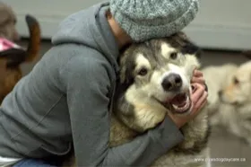 Dogs on a pack walk with PAWS Dog Daycare Calgary team